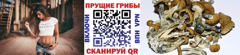 Псилоцибиновые грибы мицелий  цены   Чернушка 